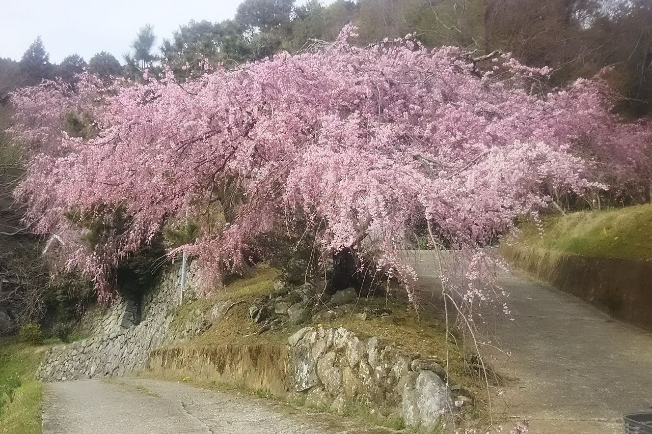 宇陀市周辺の桜の花見ツアー