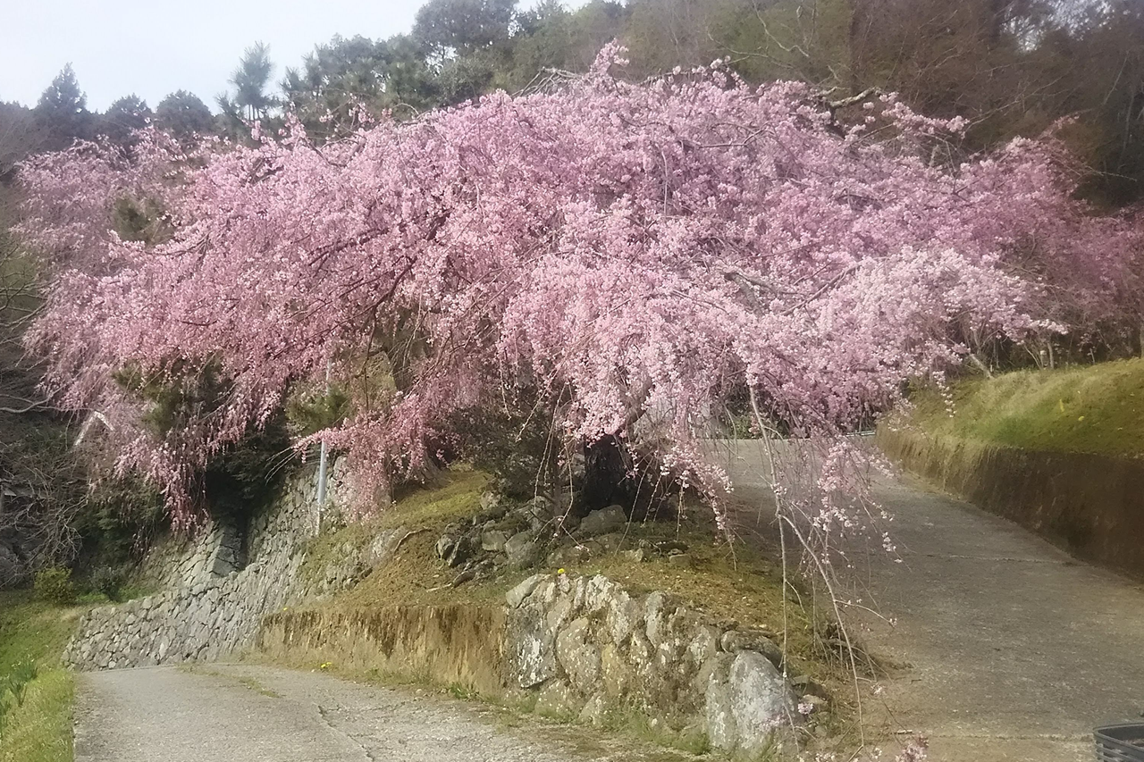 宇陀市周辺の隠れた枝垂桜とカタクリの花見ツアー